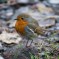 Robin in the Lake District