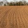 Patterns in a ploughed field