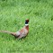 Nice day for a walk – A Pheasant